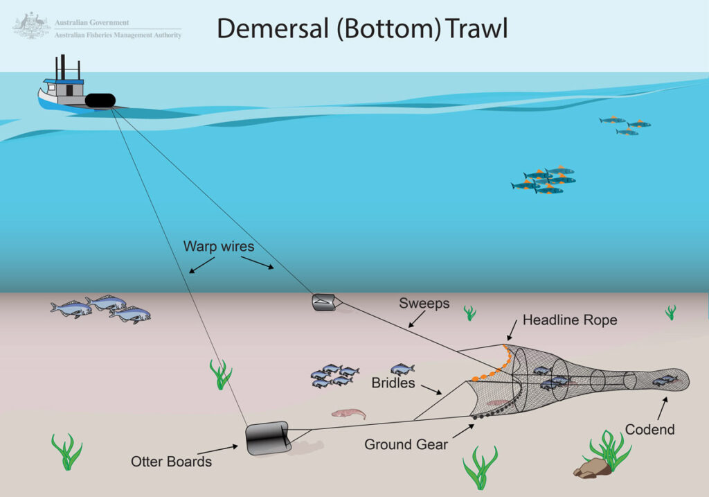Dermersal bottom trawl