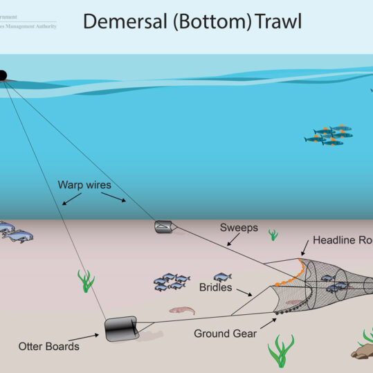 Dermersal bottom trawl