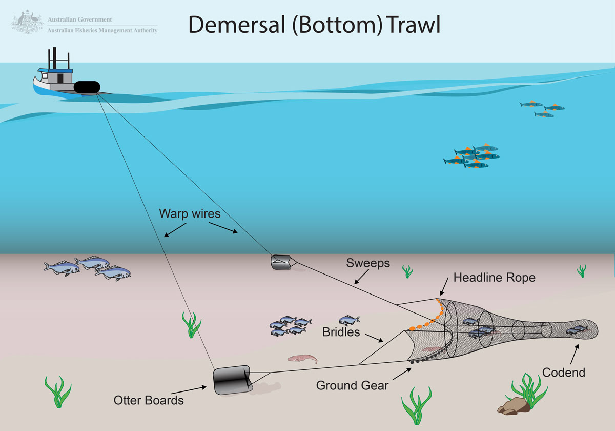 Industrial trawl fishery for B. vaillantii. Trawl fisheries in the